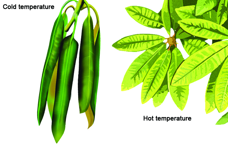 Thermotropism is the movement of a plant with response to temperature the rhododendron plant curls its leaves in cold and opens widely in warmth